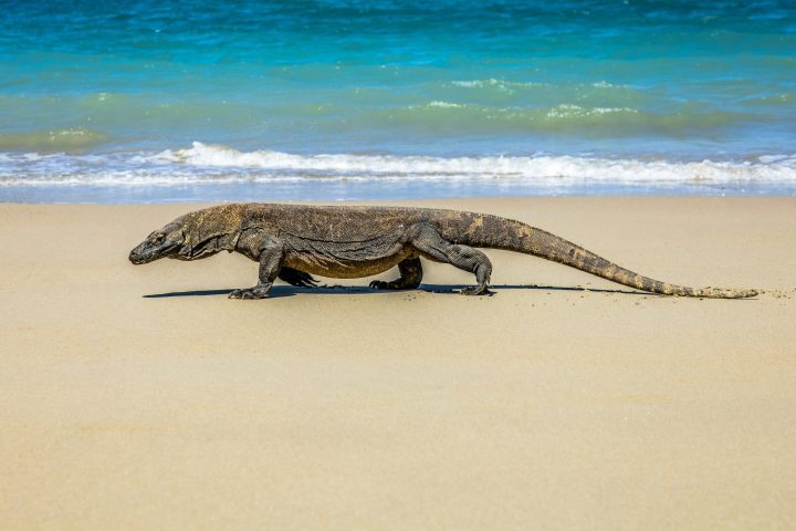 A lizard on a beach stockpack unsplash